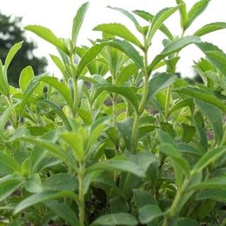 50.HẠT Hạt Giống Cỏ Ngọt Stevia (| C26*V32)