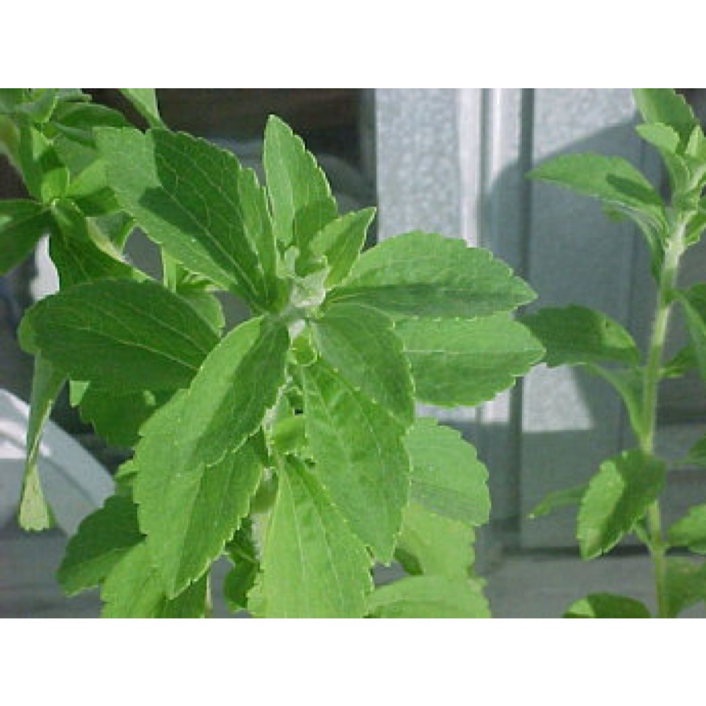 50.HẠT Hạt Giống Cỏ Ngọt Stevia (| C26*V32)