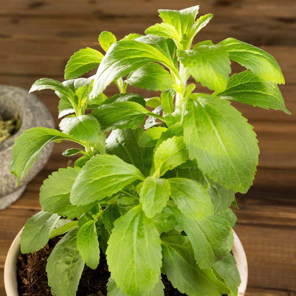 5h Hạt Giống Cỏ Ngọt Stevia (TLB4| C26*V32*M187)