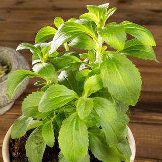 5h hạt giống cỏ ngọt stevia