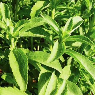 5h Hạt Giống Cỏ Ngọt Stevia (TLB4| C26*V32*M187)