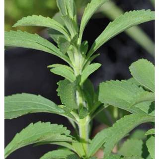 5h Hạt Giống Cỏ Ngọt Stevia (TLB4| C26*V32*M187)