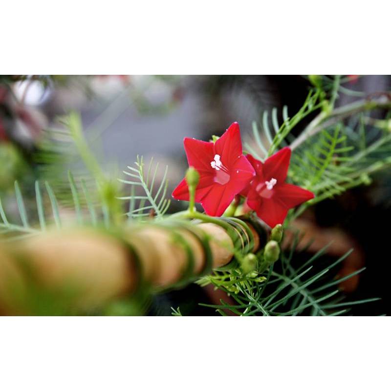 20h Hạt Giống Hoa Tóc Tiên Leo Đỏ (C1.304| -KD: B6*V52*M220)