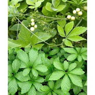 1kg cây giảo cổ lam sấy khô