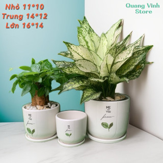 chậu sứ trồng cây để bàn kèm đĩa