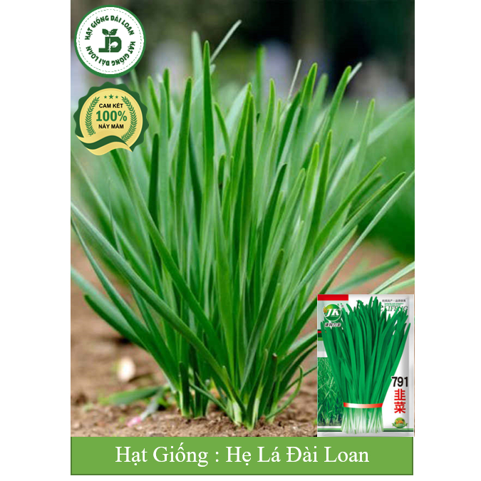 Hạt giống hẹ lá