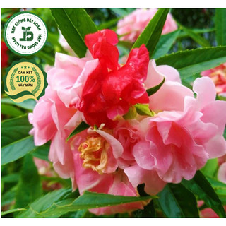 Hạt giống hoa móng tay mix