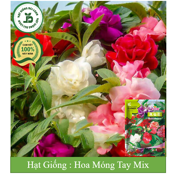 Hạt giống hoa móng tay mix