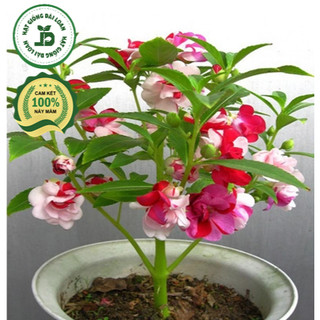 Hạt giống hoa móng tay mix