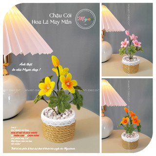  Hoa kẽm nhung Hoa Cỏ May Mắn kèm chậu cói mini để bàn trang trí nhà cửa quà tặng ý nghĩa cao 15cm 