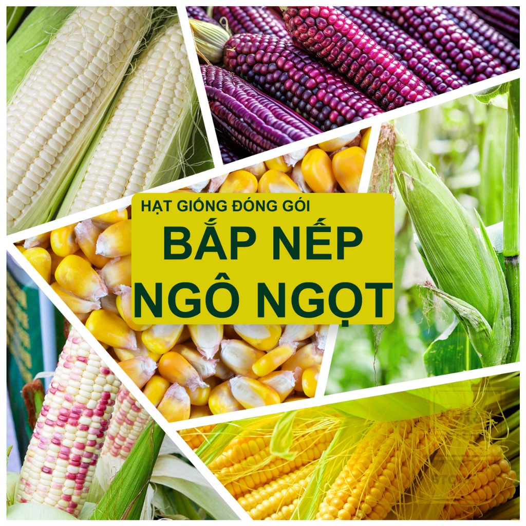 Hạt giống Bắp nếp đơn, Bắp nếp nù, Bắp ngọt, Bắp tím. sinh trưởng khoẻ, trồng quanh năm