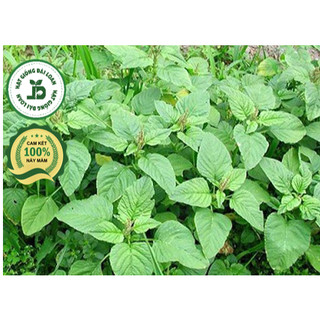 Hạt giống rau dền cơm