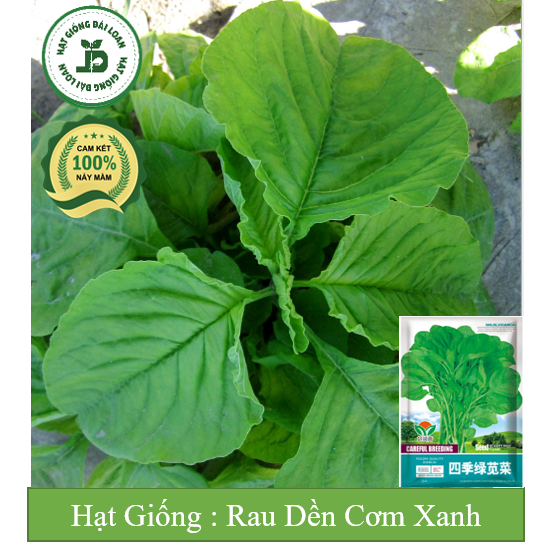 Hạt giống rau dền cơm
