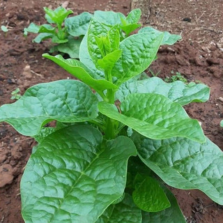20gr HẠT GIỐNG RAU MỒNG TƠI CAO SẢN