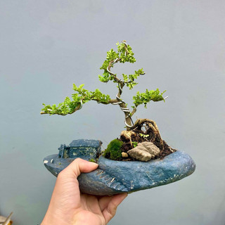 Chậu tiểu cảnh bonsai mini để bàn làm việc phong thủy bao gồm combo chậu và cây giá rẻ cực đẹp