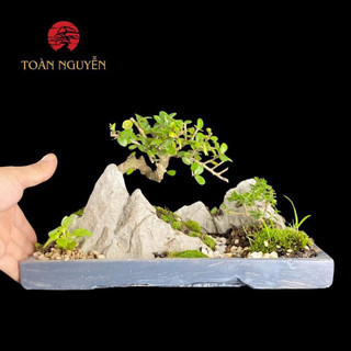 Chậu tiểu cảnh bonsai mini để bàn làm việc phong thủy bao gồm combo chậu và cây giá rẻ cực đẹp