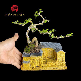 Chậu tiểu cảnh bonsai mini để bàn làm việc phong thủy bao gồm combo chậu và cây giá rẻ cực đẹp