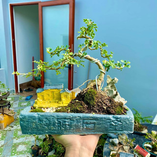Chậu tiểu cảnh bonsai mini để bàn làm việc phong thủy bao gồm combo chậu và cây giá rẻ cực đẹp