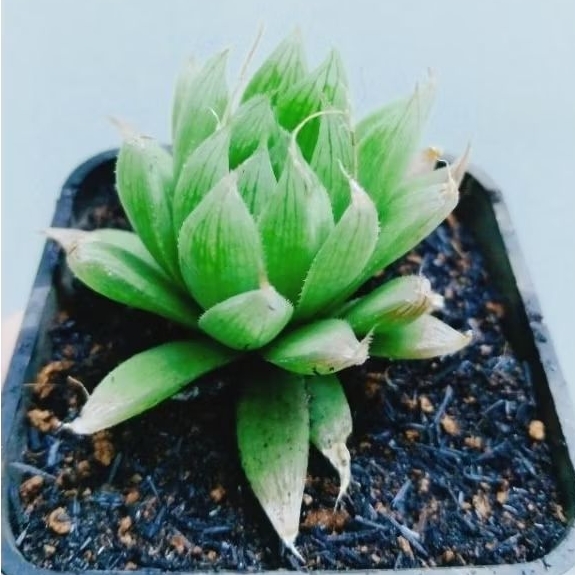 Cây hawothia và cây móng rồng xanh