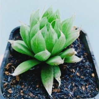 Cây hawothia và cây móng rồng xanh