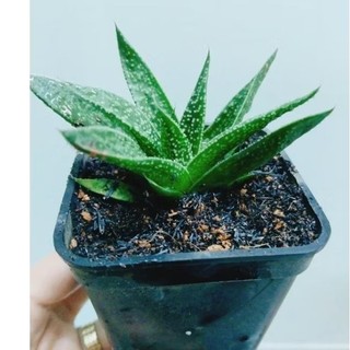 Cây hawothia và cây móng rồng xanh