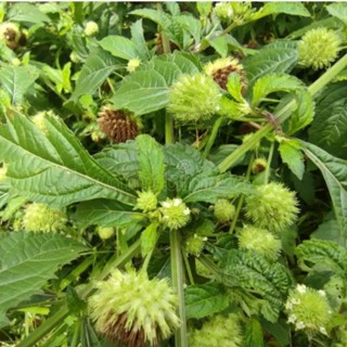 Cây É Dùi Trống (nàng hai) tươi / sấy khô sạch