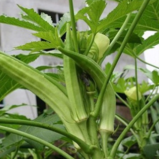 10g HẠT GIỐNG ĐẬU BẮP CAO SẢN