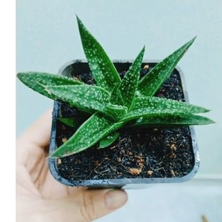 Cây hawothia và cây móng rồng xanh