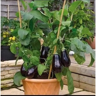 1 cây cà tím giọt nước chuẩn giống