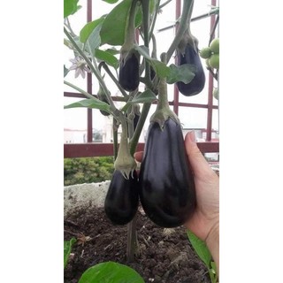 1 cây cà tím giọt nước chuẩn giống