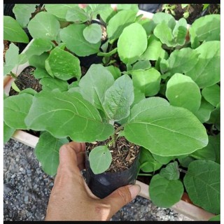 1 cây cà tím giọt nước chuẩn giống