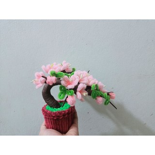Chậu hoa đào mini để bàn
