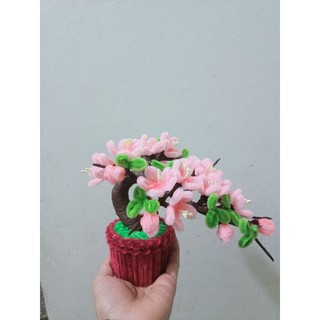 Chậu hoa đào mini để bàn