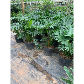 Cây trầu bà lá xẻ #Chầu bà cánh phượng, Chỉ  ship hỏa tốc .