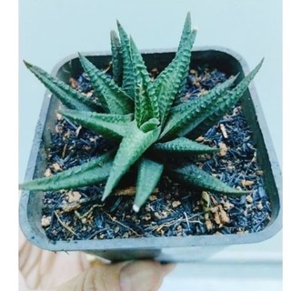 Cây hawothia và cây móng rồng xanh