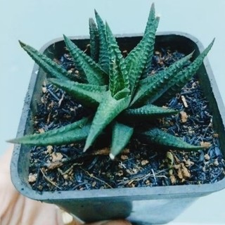 Cây hawothia và cây móng rồng xanh