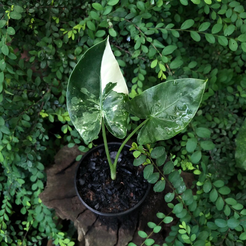 Chậu mềm ALOCASIA MACRORRHIZOS ( RÁY ĐỘT BIẾN, RÁY VAR )