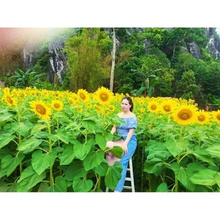 15  Hạt hướng dương bông to.