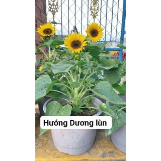 15  Hạt hướng dương bông to.