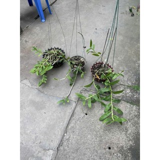 combo 3 giò hoa lan phi điệp tím giá mềm