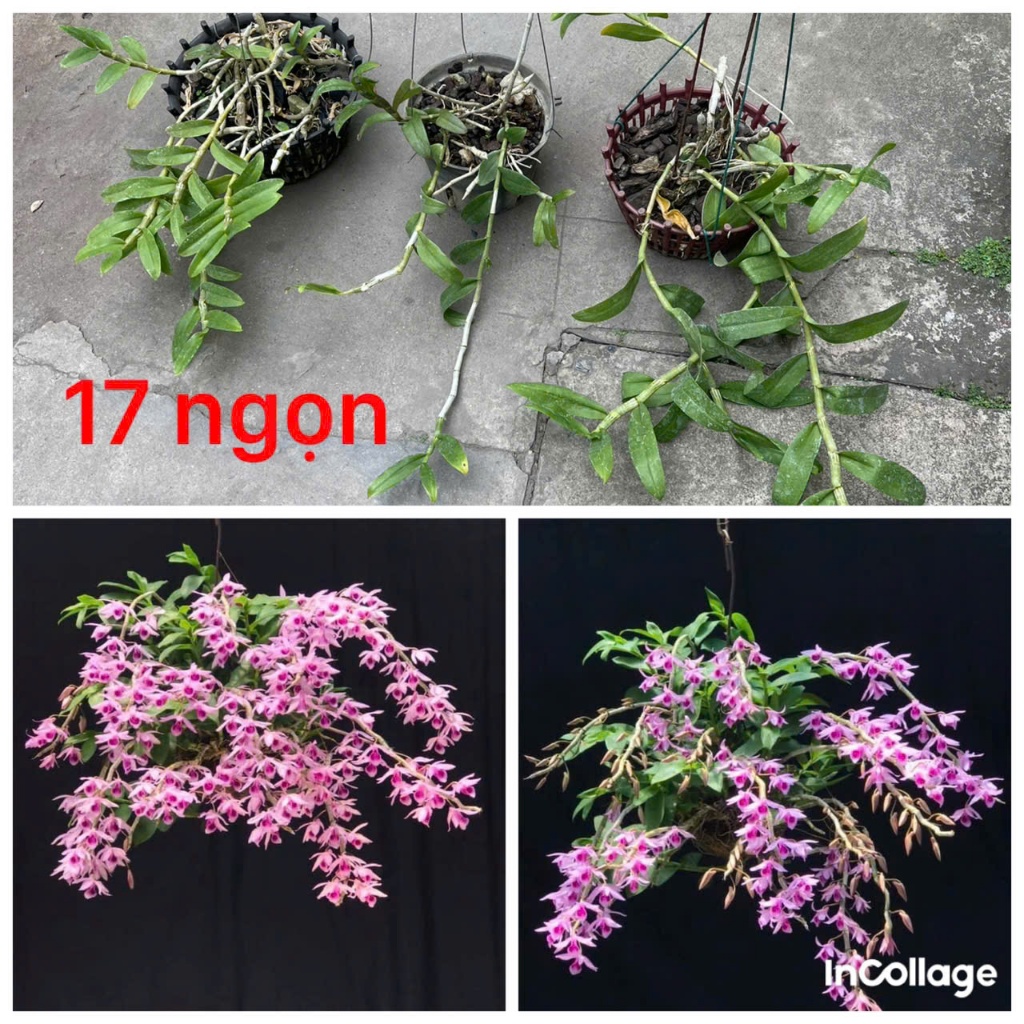 combo 3 giò hoa lan phi điệp tím giá mềm
