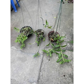 combo 3 giò hoa lan phi điệp tím giá mềm
