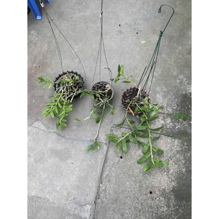 combo 3 giò hoa lan phi điệp tím giá mềm