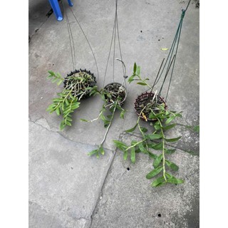 combo 3 giò hoa lan phi điệp tím giá mềm