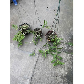 combo 3 giò hoa lan phi điệp tím giá mềm