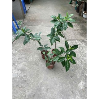 cây hoa ngọc bút cánh kép