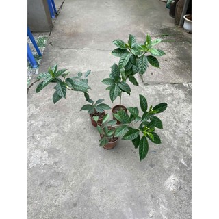 cây hoa ngọc bút cánh kép