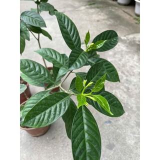 cây hoa ngọc bút cánh kép