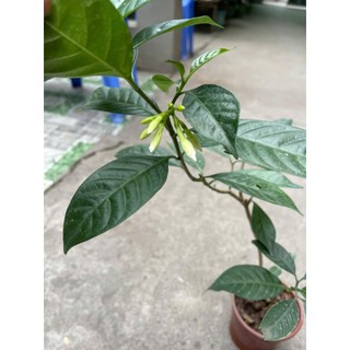 cây hoa ngọc bút cánh kép