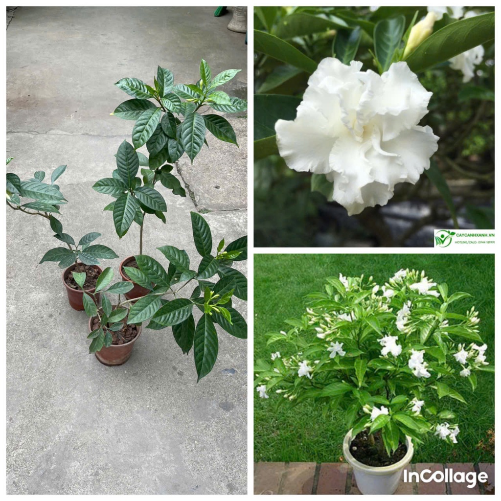 cây hoa ngọc bút cánh kép